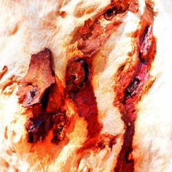 Aussie Gum Tree Bark - 13